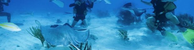 Removals to the Cayman Islands