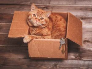 It's that Ginger Cat in a box again