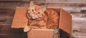 Ginger Cat in a Cardboard Box