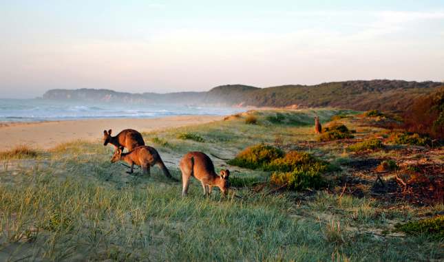 Kangaroos Grazing on the Beach