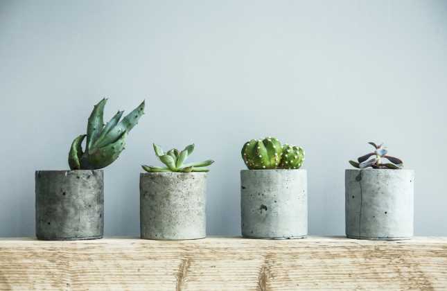 Succulents in diy concrete pot. Scandinavian room interior decoration