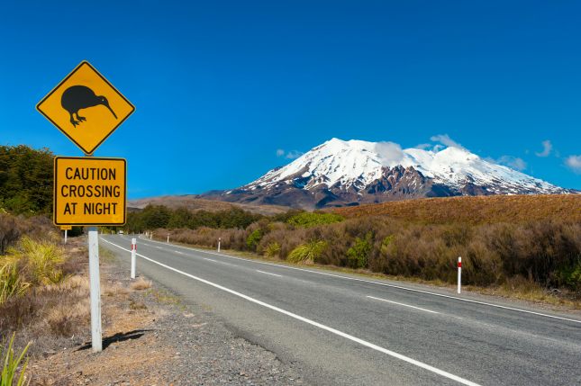 Kiwi and mount Ruapehu