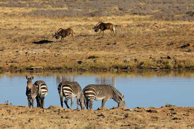Cape mountain zebras at a waterhole