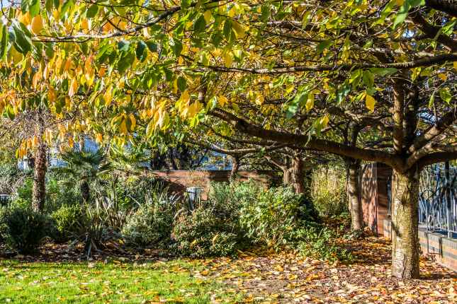 Autumn Color in Birmingham