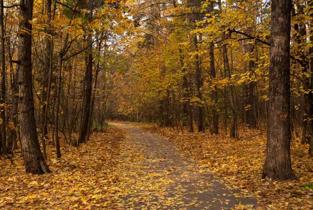 Autumn Forest