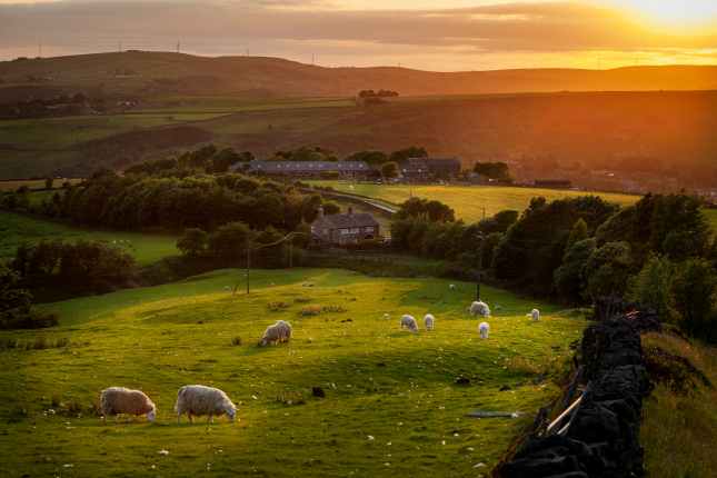 Sheep grazing in Peak District England