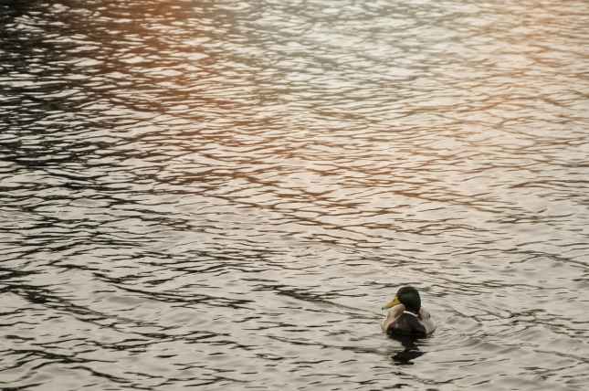 Watermead Park, Duck on water