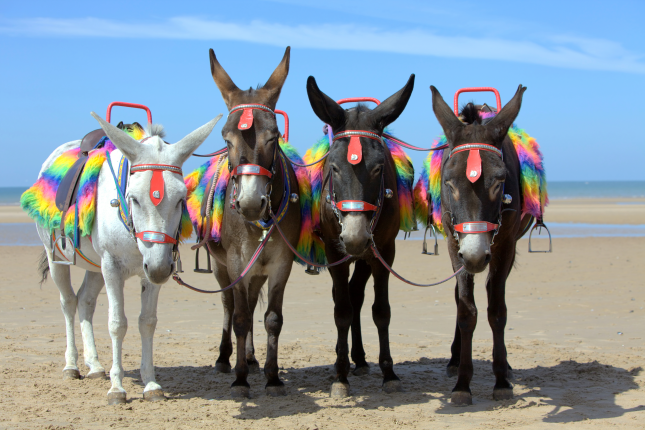 Donkeys on Blackpool Beach