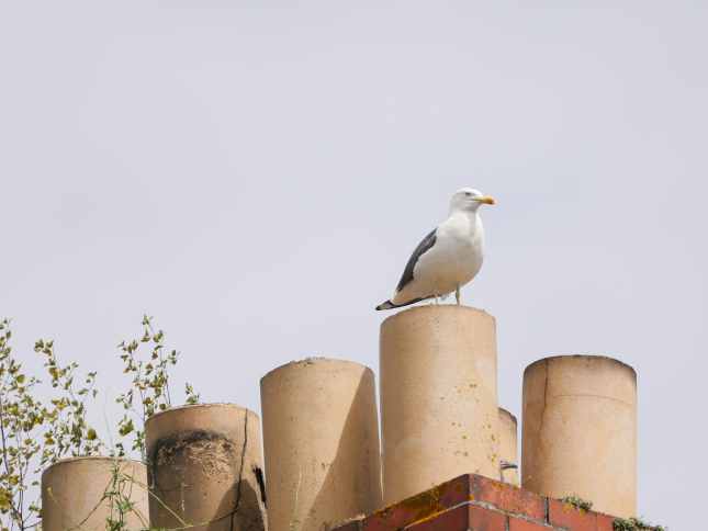 Seagull on Chimney
