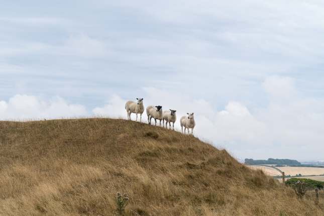 Maiden near Dorchester, Dorset