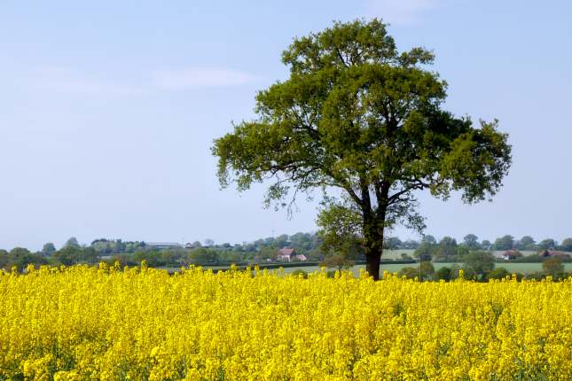 Essex countryside