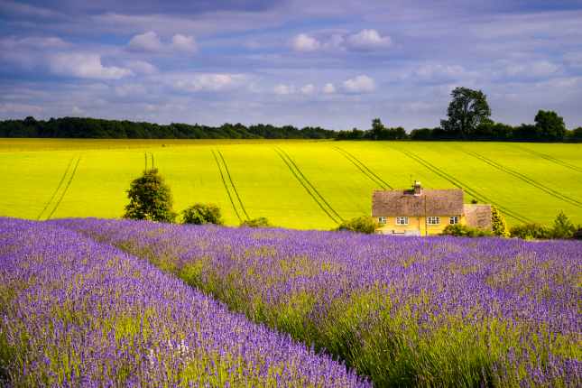 Field of Lavender, Oxfordshire