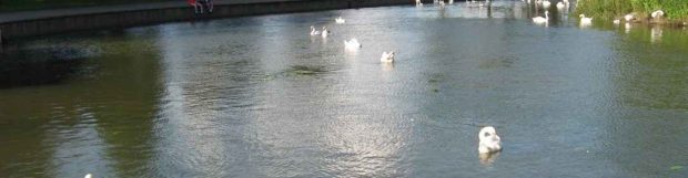 Removals Wellingborough