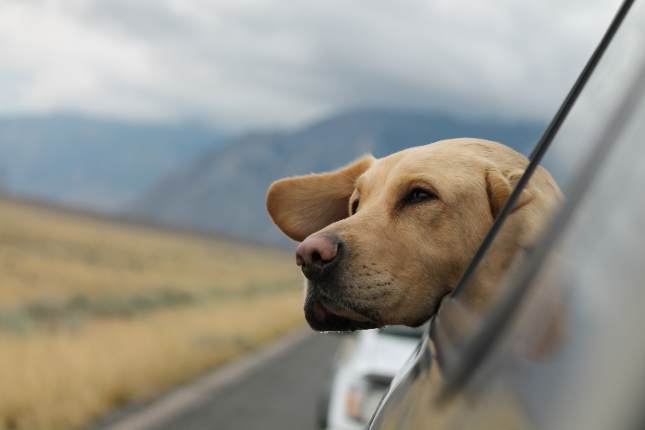 Dog in moving car