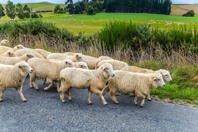 Herd of Sheep on a road in New Zealand