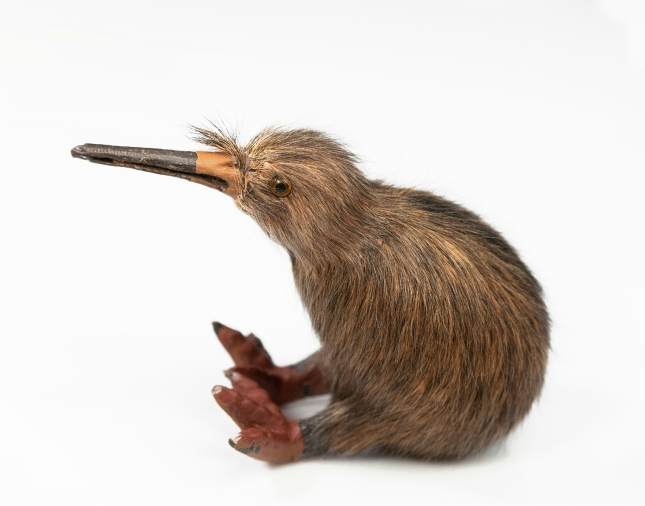 Moving to New Zealand from UK The Ultimate Guide