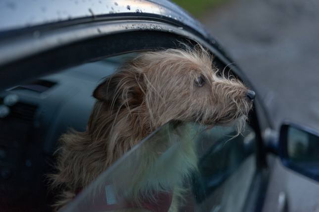 Dog sitting in a car