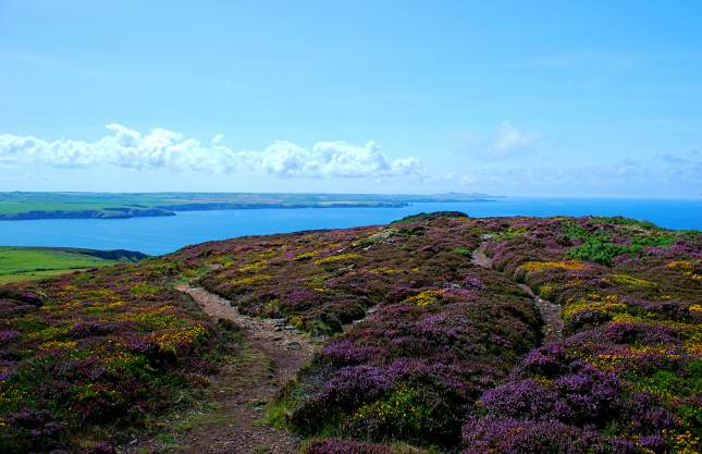 Pembrokeshire Countryside