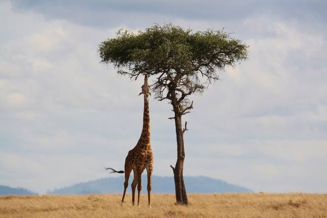 South African Wildlife