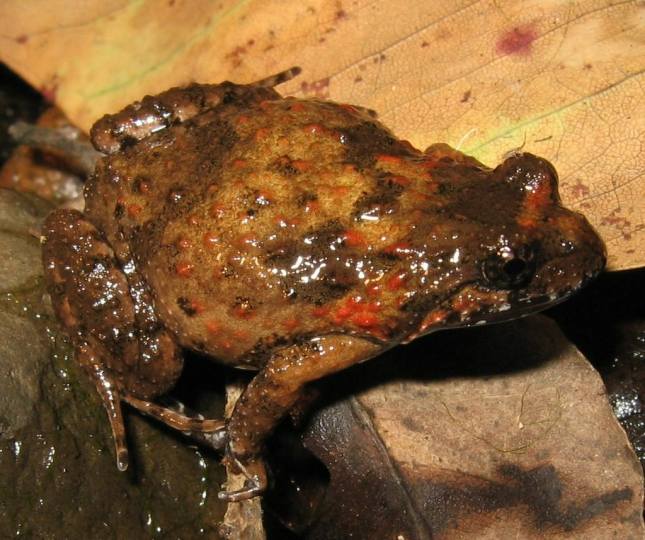 Female Tusked Frog