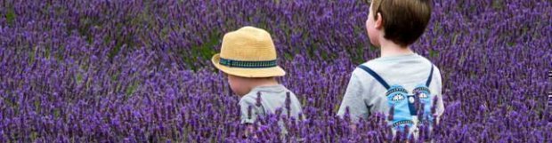 Removals Waltham Cross