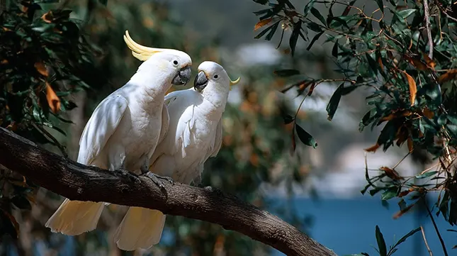 Urban Wildlife Encounters in Melbourne