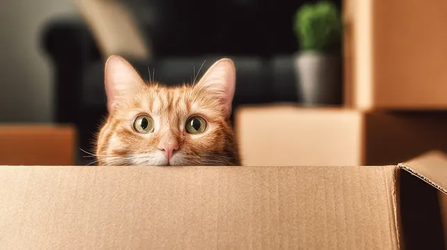 Arrange Child and Pet Care – Keep Moving Day Calm