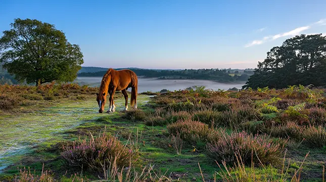 Outdoor Adventures and Natural Beauty