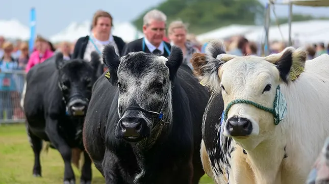 The Bigger Picture Why Newbury Show Matters