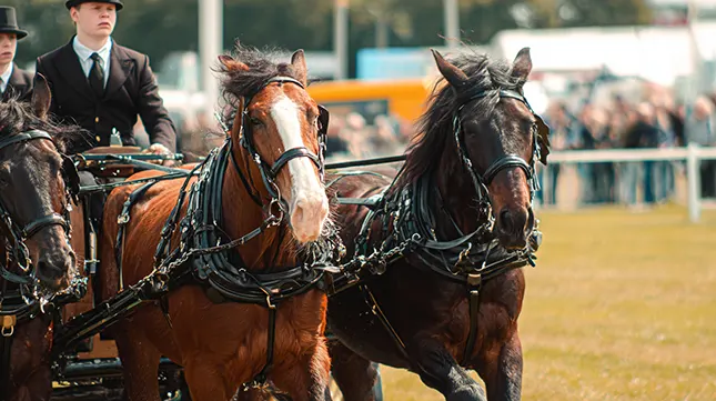 What Made the Show Shine